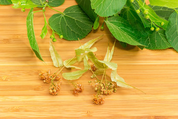 Dried linden flowers on bamboo surface against of fresh branch