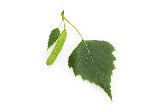 Birch leaves and catkin closeup on a white background