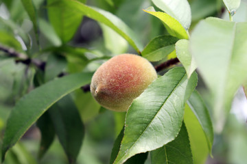 A close-up image of the peach fruit. Peach berries growing on peach trees.