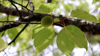 As summer approaches, the apricot tree begins to grow.