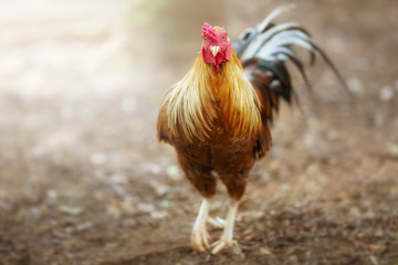 The brown and black rooster walking on  the ground.
