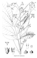 Illustration of plant