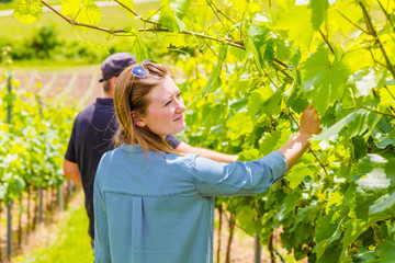 Weinberge 