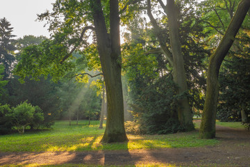 sunbeams passing through the leaves of trees in the spring park