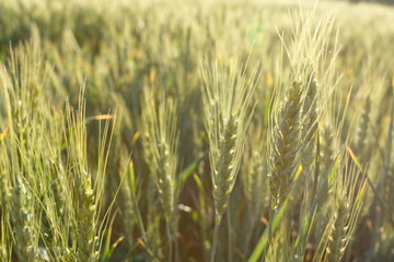 Wheat field at sunset close