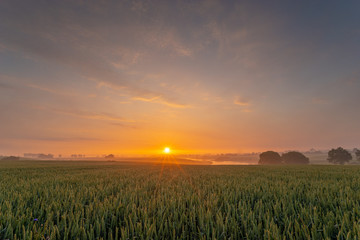Fototapeta premium sunrise over the spring field of young grain
