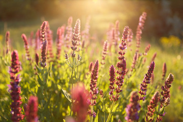 Salvia blossom in the meadow at sunset