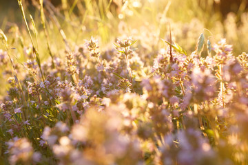 Wild flowers in the meadow