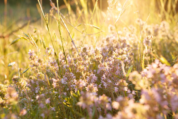 Wild flowers in the meadow