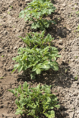 young potato shoots in the garden in June.