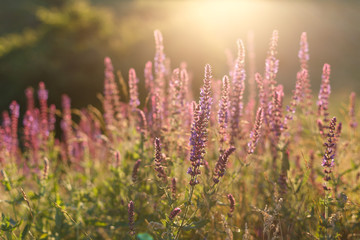 Salvia blossom in the meadow at sunset