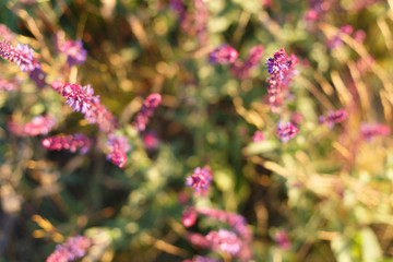 Salvia blossom in the meadow at sunset