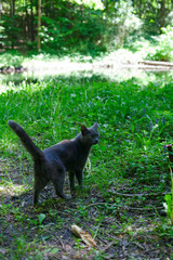 grey cat in woods