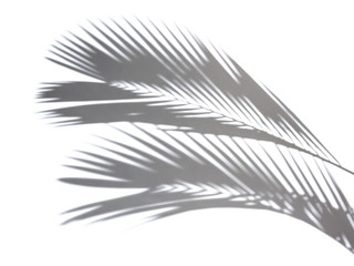 Shadows of coconut leaf on a white background.