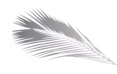 Tableaux ronds sur plexiglas Arbres Shadows of coconut leaf on a white background.
