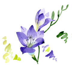 Obraz na płótnie Canvas Purple freesia. Floral botanical flower. Wild spring leaf wildflower isolated. Aquarelle wildflower for background, texture, wrapper pattern, frame or border.