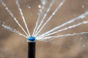 Sprinkler in action watering