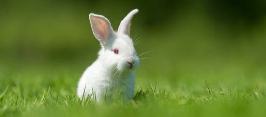 Baby white rabbit in grass