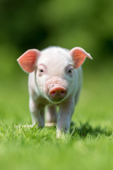 Newborn piglet on spring green grass