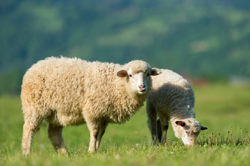 Sheeps in a meadow in the mountains