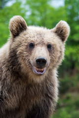 Brown bear (Ursus arctos) portrait in forest
