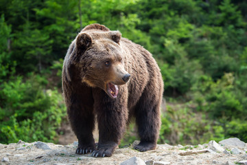 Naklejka na ściany i meble European brown bear in a forest landscape