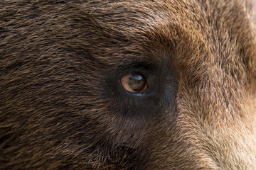 Closeup of the eye of a bear
