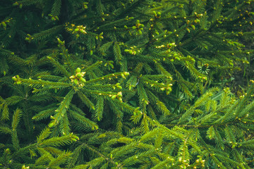  Spring spruce tree branches retro