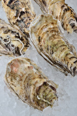 Fresh open oysters on the ice