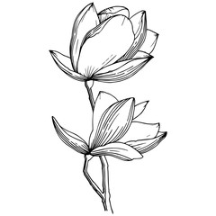 Magnolia in a vector style isolated. Full name of the plant: Magnolia. Vector flower for background, texture, wrapper pattern, frame or border.