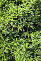 Green fir branches close-up as background.