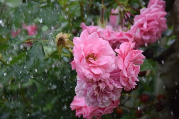 Rosen im Sommerregen