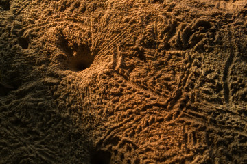 Sea sand background Phuket Thailand Hermit crab On the beach,Anomura,Paguroidea.