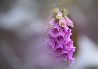 Voll erbl&uuml;hter Fingerhut