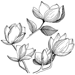 Magnolia in a vector style isolated. Full name of the plant: Magnolia. Vector flower for background, texture, wrapper pattern, frame or border.