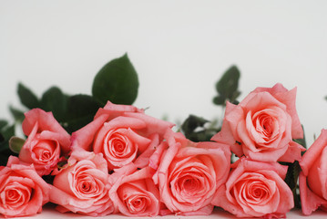 Coral Pink Rose Flower Isolated. flower bouquet bunch on White Background. Copy space.