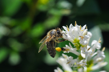 Honey bee collecting nectar on tree, Honey Bee pollinating in garden