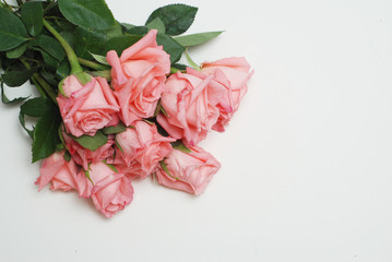 Coral Pink Rose Flower Isolated. flower bouquet bunch on White Background. Copy space.