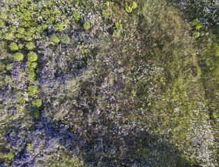 wild field, aerial view