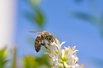 Honey bee collecting nectar on tree, Honey Bee pollinating in garden