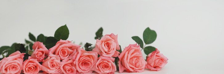 Beautiful Roses Arranged in Line Isolated on White. Banner.