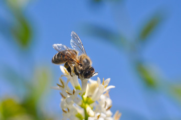 Honey bee collecting nectar on tree, Honey Bee pollinating in garden