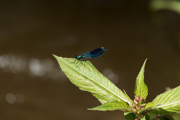 Gebänderte Prachtlibelle