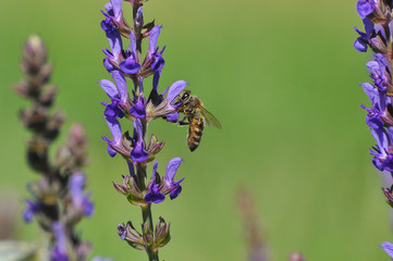 Honey bee collecting nectar on meadow, Honey Bee pollinating lavender flower