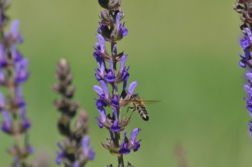 Honey bee collecting nectar on meadow, Honey Bee pollinating lavender flower