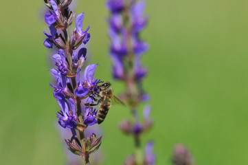 Honey bee collecting nectar on meadow, Honey Bee pollinating lavender flower
