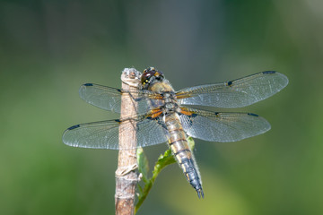 Four-spotted Chaser (Libellula quadrimaculata) perching on a branch