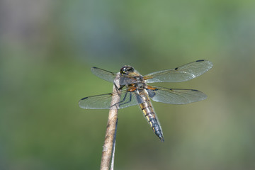 Four-spotted Chaser (Libellula quadrimaculata) perching on a branch