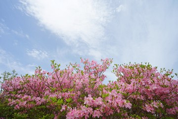 Obraz premium photo taken flower emergence
