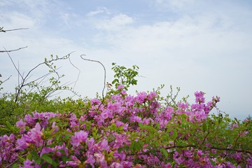 photo taken flower emergence